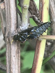 Catasticta nimbice