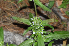 Dracocephalum parviflorum
