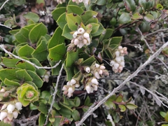 Arctostaphylos imbricata