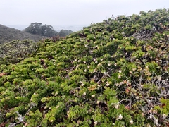 Arctostaphylos imbricata