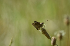 Trapezites phigalioides