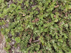 Arctostaphylos imbricata