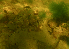 Tetractenos glaber