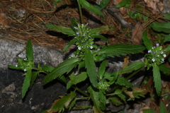Dracocephalum parviflorum