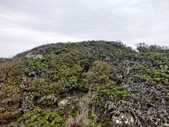Arctostaphylos imbricata