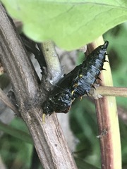 Catasticta nimbice