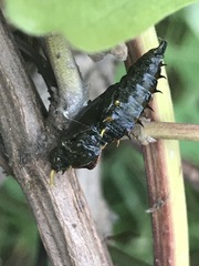 Catasticta nimbice