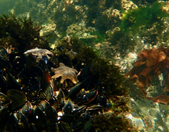 Tetractenos glaber
