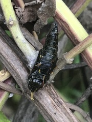 Catasticta nimbice