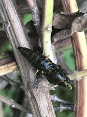 Catasticta nimbice