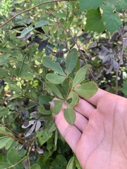 Baptisia nuttalliana