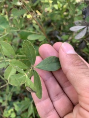 Baptisia nuttalliana