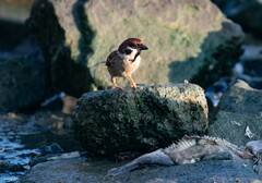 Passer montanus