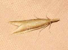 Donacaula albicostellus