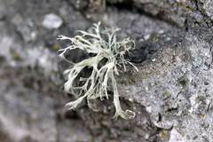 Ramalina
