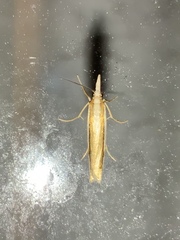 Orocrambus