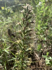 Liatris bridgesii