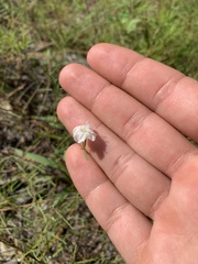 Stylisma pickeringii