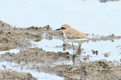 Charadrius javanicus