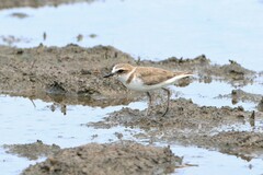 Charadrius javanicus