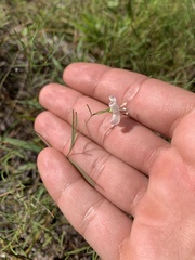 Stylisma pickeringii