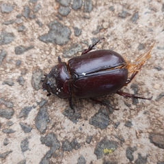 Phyllognathus excavatus