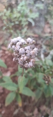 Ageratum corymbosum