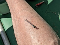 Coenagrion resolutum