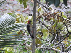 Melanerpes pucherani