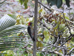 Melanerpes pucherani