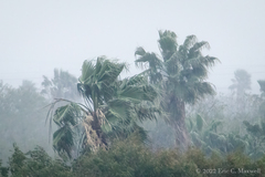 Washingtonia robusta