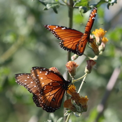 Danaus eresimus