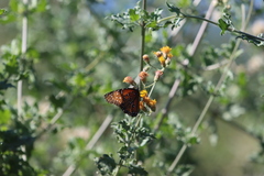 Danaus eresimus