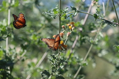 Danaus eresimus
