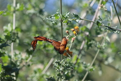 Danaus eresimus