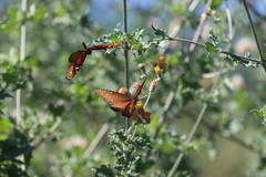 Danaus eresimus