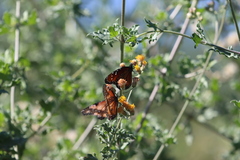 Danaus eresimus