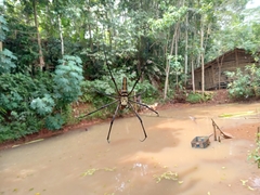 Nephila pilipes