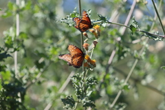 Danaus eresimus