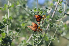 Danaus eresimus