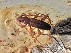 Callidiopis praecox