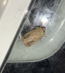 Proteuxoa tetronycha