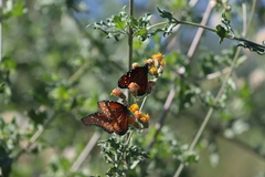 Danaus eresimus