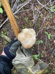 Lactarius desjardinii
