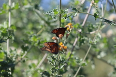 Danaus eresimus