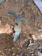 Funambulus tristriatus