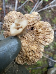 Lactarius desjardinii