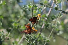 Danaus eresimus