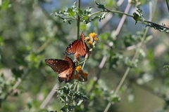 Danaus eresimus