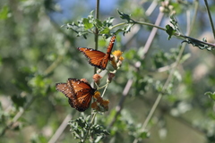 Danaus eresimus